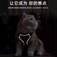 Huaneng Cat Leash Vest Type Harness Reflective and Breathable When Walking Cats Rope British Short Ragdoll Pet Leash M chest 34-40cm (recommended 8.5-14 Jin Jin equals about 0.5 kg)