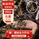 观采归西藏那曲野生冬虫夏草鲜虫草补品送长辈老年人营养礼盒礼品实用 野生头茬鲜草约0.6g/根 100根