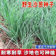 Original cold-resistant and drought-resistant wild onion seeds, wild onion seeds, Inner Mongolia balcony four-season onion seeds, wild onion seeds, new seeds this year, 2 packs of about 2,000 seeds