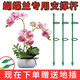 Marco de trepadora de planta Tomate Pepino Phalaenopsis Polo fijo Marque de flores Marco de soporte de flores Polo de soporte anti-bucle [Mothenopsis Especial] Altura 90 cm [5 piezas]
