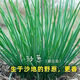 Original cold-resistant and drought-resistant wild onion seeds, wild onion seeds, Inner Mongolia balcony four-season onion seeds, wild onion seeds, new seeds this year, 2 packs of about 2,000 seeds