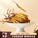 La nueva caja de regalo de Cordyceps seca Cordyceps seca de Kangsil para dar regalos para nutrir y nutrir la calidad de selección de Cordyceps para los ancianos Tíbet Nagqu Cordyceps aproximadamente 2 raíces/g 40 raíces (caja de regalo)