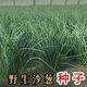 Original cold-resistant and drought-resistant wild onion seeds, wild onion seeds, Inner Mongolia balcony four-season onion seeds, wild onion seeds, new seeds this year, 2 packs of about 2,000 seeds