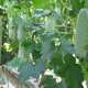 Winter melon seeds are easy to sow in all seasons. Winter melon seeds are grown in fields and courtyards. Winter melon vegetable seeds are easy to sow. Winter melon simple pack 30 capsules