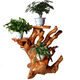 Bûche racine sculpture rack arbre racine ornement naturel salon salon multicouche bonche à pêche à pêche solide balcon de base en bois 16852