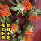 Binlongtang Tibet Saffron Head Genuine Saffron Fruit Orange Pineapple Tea Water Internet Celebrity Tea Red Flower Head Tea Whole Sulphur-free New Goods Boutique Saffron Head 500g Bag