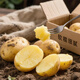 Grandma Qian's fresh potatoes and vegetables, Guizhou alpine potatoes, yellow skin and yellow heart, breakfast mashed potatoes, spicy hot pot ingredients, yellow skin potatoes, 5Jin Jin equal to 0.5kg, boxed (net weight)