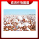 Ethephon ripening agent banana tomato persimmon rice cotton corn pineapple rubber tree growth regulator 100g