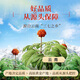 Yunnan panax notoginseng Powder chinois comprimés de médecine à base de plantes indépendantes dispersant la stase sanguine pour arrêter les saignements réduisant l'enflure et le soulage