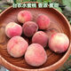 Taiwan Agriculture Pfirsichbaumsämlinge, Pfirsichfruchtsamen, im Norden und Süden mit Erde gepflanzt und Blätter für 13 Jahre altes Geschäft 3einhalb Jahre Sämlinge Pfirsich 738 111 cm (inklusive) -140 cm (inklusive) (inklusive) (inklusive) (inklusive)