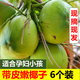 Ganguo has an appointment with Hainan coconut, green coconut, fresh coconut with skin, green coconut, tender coconut, amniotic fluid replenishing fruit for pregnant women, 6 tender coconuts with skin - recommended for pregnant women
