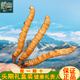 Zangyou auténtica caja de regalo Cordyceps con tónico para la primera etapa del regalo de Cordyceps para que los ancianos y los padres lideren el regalo nutricional [uso económico] 5 palos/G-50 gramos de 250 palos [descuento especial]