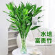 Shuzhimei Hydroponic Green Plant Lucky Bamboo Hydroponic Plant 10 Lucky Bamboo Plants About 70-80cm High - Bottle Not Included Straight from the Source