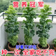 Qili Kale Seeds Four Seasons Balcony Cold-resistant Edible Olive Vegetables in Fields Easy to Plant Potted High-Calcium Vegetable Seeds Highly Nutritious Green Kale Seeds 100 capsules