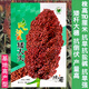 Dwarf wine glutinous sorghum king super ton iron 1 meter red sorghum seed dwarf bird resistant brewed sorghum seed ton beam short big head 50g plant height 1.1 meters