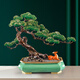 
Jinfuxi Welcoming Guest Pine Brass Large Ornament High-end Atmospheric New Chinese Style Living Room Office Villa Decoration Company Opening Gift BJ1391---Welcoming Guest Pine