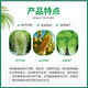 Guoguang Youlehong 8% corn and cabbage cytokinin to increase chlorophyll pesticide plant growth regulator 200ml