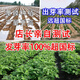 Peanut seeds Academy of Agricultural Sciences seed shelled original seed thin-skinned farmer sun-dried red-skinned raw peanuts Purity First generation Haihua No. 1 Net weight shipped 2Jin Jin equals 0.5 kg