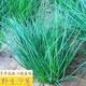 Original cold-resistant and drought-resistant wild onion seeds, wild onion seeds, Inner Mongolia balcony four-season onion seeds, wild onion seeds, new seeds this year, 2 packs of about 2,000 seeds