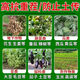 Soil-borne disease bactericide, agricultural soil fungicide, anti-repeat root rot, dead seedlings and root rot, 3 packs 500g*3