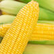 Fresh sweet corn Freshly picked fresh fruit corn Fresh sweet corn on the cob Fresh vegetables can be eaten raw for breakfast Fresh fruit corn 1Jin Jin equals 0.5kg Net weight starting from 300g
