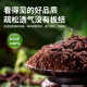 根力豆通用型椰糠砖椰壳砖椰砖营养土通用型养土养花土壤种植土脱盐批发 脱盐椰糠砖【675G五块】