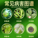 Hulian Plant Protection 40% difenoconazole leaf spot black star scab resin anthracnose citrus pear fruit tree vegetable pesticide fungicide