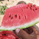 Thin-skinned rock sugar watermelon seeds Xinjiang Tianshan Zaojia 8424 watermelon seeds early maturing large fruit super sweet Qi selected 8424 original 50g