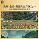 Coconut Island Herbal Sauce Wine Treasure Edition, Sauce-flavored Liquor Base Wine Grain Brewing Light Bottle Wine Healthy Wine Self-drinking Gift 42 degrees 500mL 1 bottle