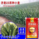 Nationally approved Jimai 22 wheat seeds, high-quality strong-gluten field winter wheat seeds, high-yielding dwarf stalks, resistant to lodging and large ears, original species Jimai 22 wheat 1 Jin Jin is equal to 0.5 kg, cultivated by Shandong Academy of Agricultural Sciences