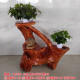 Shiting Jugen Scarbed Rack Base rondins en bois massif Racine de racine sculptée de racine arborescence