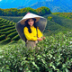 Qumuye cloak, farm work pointed hat, sunshade, outdoor sun protection hat, heat-proof and rain-proof tea picking jasmine hat set, fishing hat, thickened sunshade cloak 100 cm