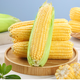Fresh sweet corn Freshly picked fresh fruit corn Fresh sweet corn on the cob Fresh vegetables can be eaten raw for breakfast Fresh fruit corn 1Jin Jin equals 0.5kg Net weight starting from 300g