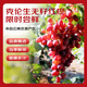 Jingxiansheng Clenson seedless red grapes, net weight 2Jin Jin is equal to 0.5kg, packed grape/raisin Clenson fresh fruit, straight from the source