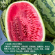 Dayu Xinong No. 8 Watermelon Seed Extra Large Watermelon Seed Selenium Sand Melon is suitable for early maturing fruit seeds in the north and south. Kenong No. 9 Extra Large Watermelon Seed 20 capsules