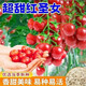 Red Cherry Tomato Seeds Cherry Tomato Vegetable Tomato Seed Potted Yellow Cherry Tomato Vegetable Seed Huayu Huayu Original Color Pack 1 Pack About 200 Pieces