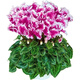 Store best-selling double-petaled cyclamen seeds cyclamen potted seeds New Year's Eve flower seeds balcony seasons cyclamen flower seeds following 15 colors mixed high-quality seeds 1 pack about 105 seeds + germination rate