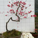 
Premium and precious tree species, Yingshanhong bonsai smoke, purple and red flowers, flowers first, then leaves variety, National Flag Red Rhododendron potted plant 12185, not including pots