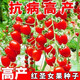 Red Cherry Tomato Seeds Cherry Tomato Vegetable Tomato Seed Potted Yellow Cherry Tomato Vegetable Seed Huayu Huayu Original Color Pack 1 Pack About 200 Pieces