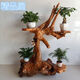Root Talled Stand Tree Root Ornament Natural Log Sala de estar de madera maciza Base de pescado de bonsai de múltiples capas Balcón de hiedra verde H6130 Para más estilos, comuníquese con el servicio al cliente