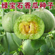 Tianfen Emerald Melon Seed Seedlings Super Sweet Thin Skin Cantaloupe Seeds Green Skin Four Seasons Balcony Vegetables and Fruits 2 Packs (200 New Seasonal Seeds) Super Sweet Emerald Sweet