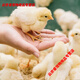 Chicken feed for chickens, open broilers, fattening layers, egg laying pellets, full price feed manufacturers direct sales 80 Jin Jin is equal to 0.5 kg 40 Jin Jin is equal to 0.5 kg Medium pellet chicken feed QS