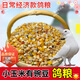 New pigeon food 20 Jin Jin is equal to 0.5 kg. Corn-free pigeon food has corn. Pigeon feed racing nutrition. Pigeon food for adult and young pigeons. 5 Jin Jin is equal to 0.5 kg. Pigeon food with corn and peas. 10 Jin Jin is equal to 0.5 kg.