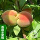 Taiwan Agriculture Pfirsichbaumsämlinge, Pfirsichfruchtsamen, im Norden und Süden mit Erde gepflanzt und Blätter für 13 Jahre altes Geschäft 3einhalb Jahre Sämlinge Pfirsich 738 111 cm (inklusive) -140 cm (inklusive) (inklusive) (inklusive) (inklusive)