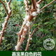 嘉宝果苗沙巴嘉宝果苗树葡萄果树苗带土带叶东莞13年老店 6年半苗沙巴6167 141cm(含)-170cm(含)