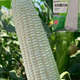 Nongkeyu Nongkenuo 336 waxy corn seeds, high yield, early maturity, spring sowing, sweet and waxy, good taste, white waxy corn Nongkenuo 336, original 200g, 1 bag