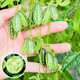Thumb Watermelon Seed Thumb Watermelon can be planted in all seasons. Mini small watermelon seeds are potted fruits in all seasons. 1 Jin Jin is equal to 0.5 kg.