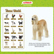 思乐（Schleich S）仿真动物模型猫猫狗狗男女孩儿童玩具礼物启蒙认知3+ 罗得西亚脊背犬13895