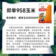 Beishu official authentic corn seeds produce tall and short big sticks, drought and lodging resistance, Zhengdan 958 national approved feed, Sichuan hybrid, Beishu selected Zhengdan 958 corn seeds, a total of 4Jin, Jin is equal to 0.5kg (1 mu of land)