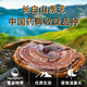 Correct the broken wall Ganoderma lucidum spore powder genuine flagship store manager Baishantou Dao Chi Ganoderma lucidum postoperative nutritional supplement gift cc one bottle 100g